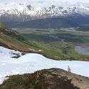 Ptarmigan overlooks a snowy mountain range and green valley.